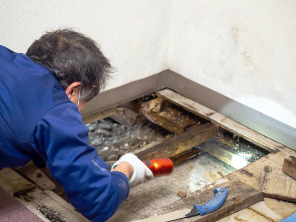 Best Commercial Mold Removal  in South Waverly, PA