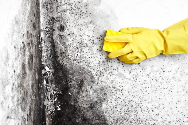 Best Mold Damage Repair  in South Waverly, PA