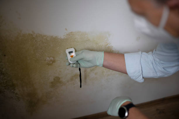 Best Residential Mold Removal  in South Waverly, PA