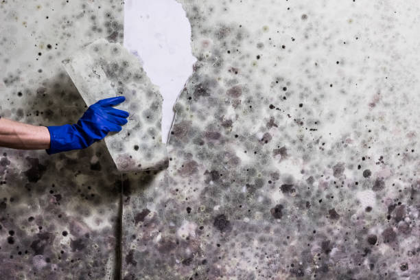 Best Fast Mold Removal  in South Waverly, PA