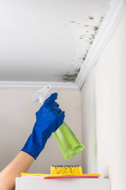 Best Mold Removal Company Near Me  in South Waverly, PA